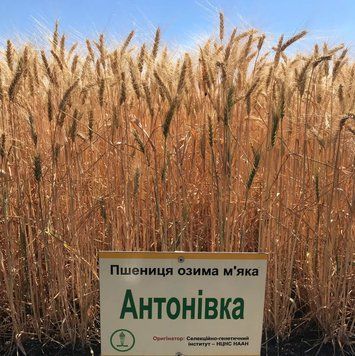 Насіння озимої пшениці Антонівка 7749113 фото
